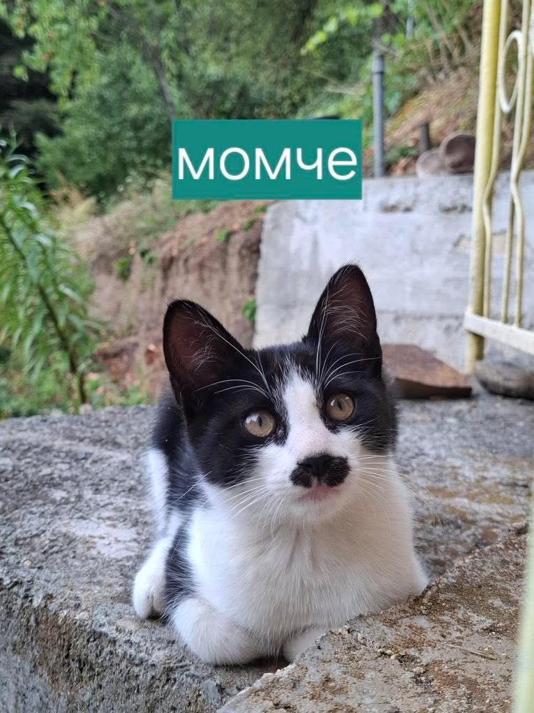 Подарявам котенце