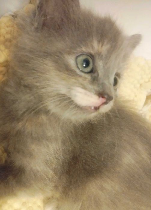 Printesa  blue/crem  pretioasa si rarisima cauta Om