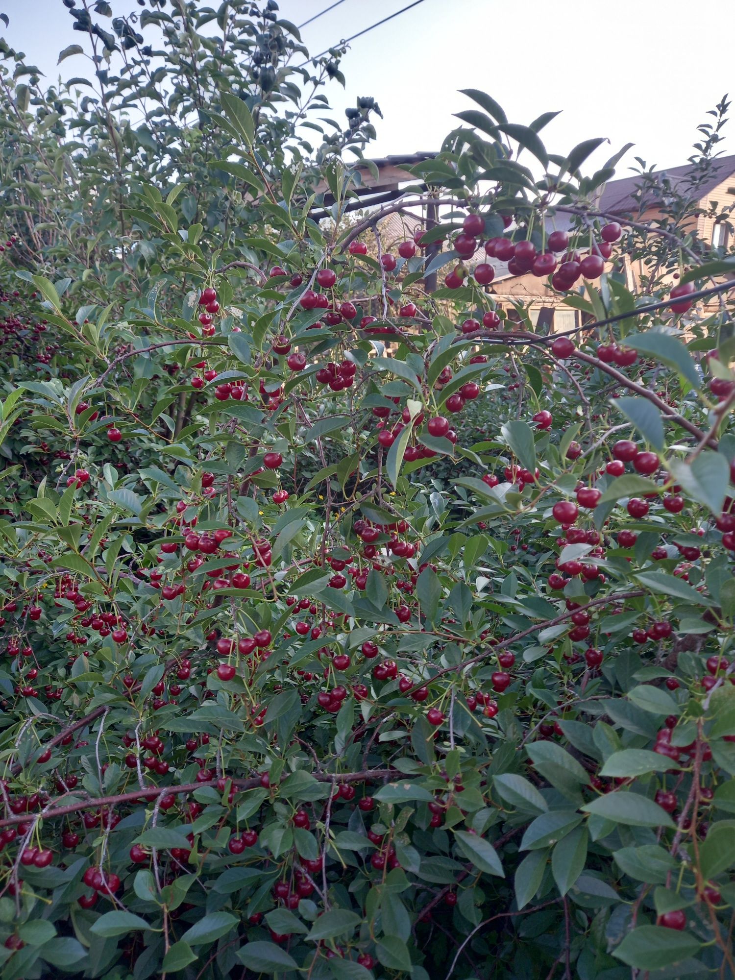 Продам вишню вкусную !!!