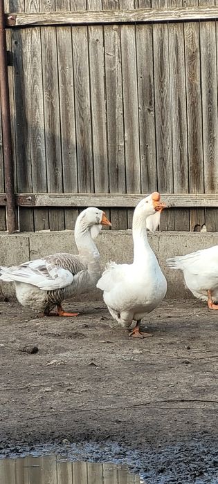 Gascan african alb / gaste africane