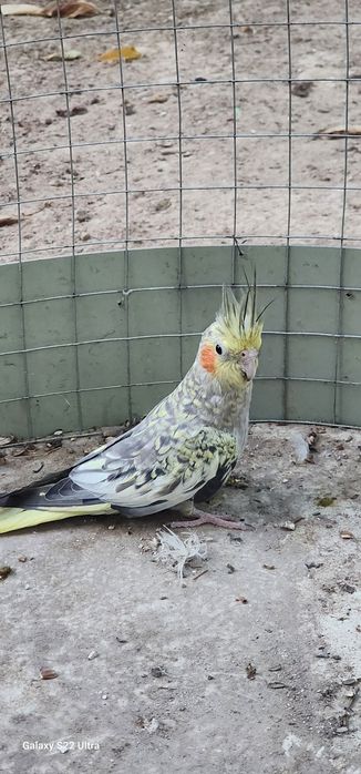 5 ойлик карелалар 140 000