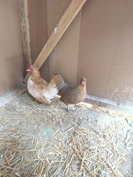 Yapon tovuqlar sotladi 2ta