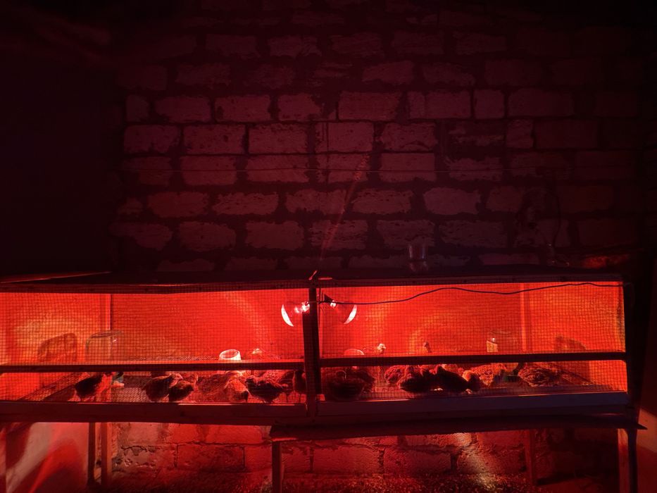 Бодене сатылады багатын корасы да сатылады