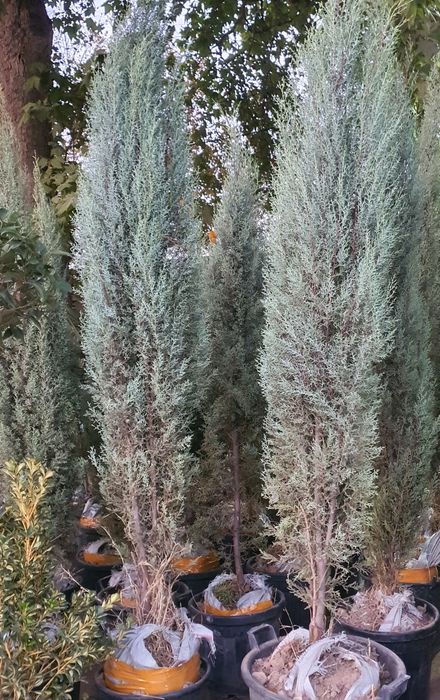 Кипарис маржвеник туя крим сасна арча archalar бошка дарахт келиштирил