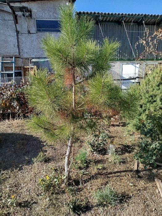 Продается домашняя сосна