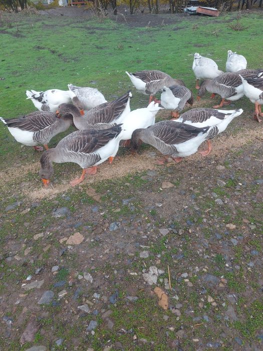 Гъски за продаване
