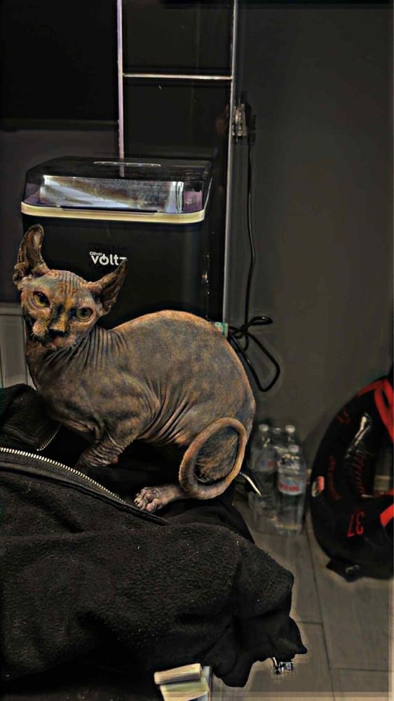 Котки Сфинкс 2бр женски
