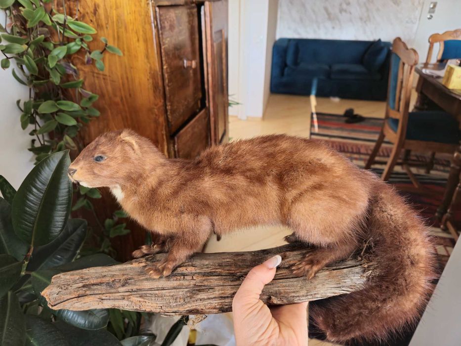 Nurca inpaiata ,taxidermie