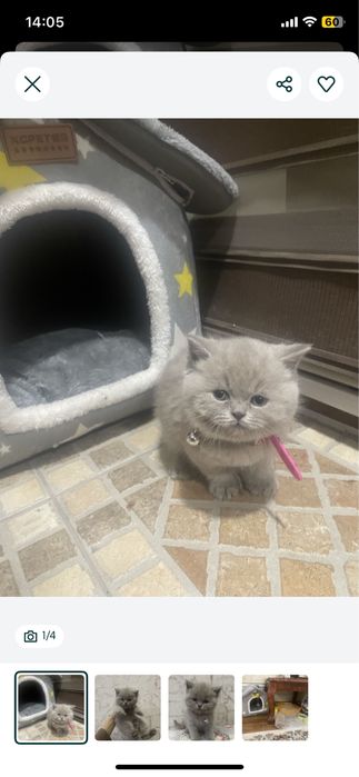 Кошка британский