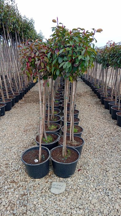 Plante ornamentale aclimatizate