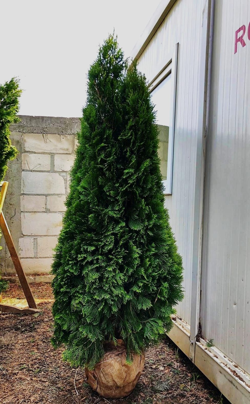 Thuja ( tuia ) pentru curtea si gradina dumneavoastra