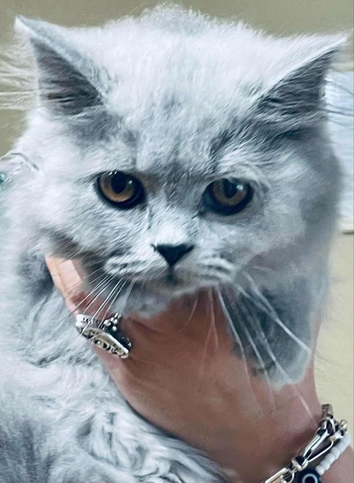 Коте дългокосместо на 6месеца