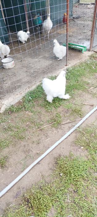 Cocoși Mătase Japoneză