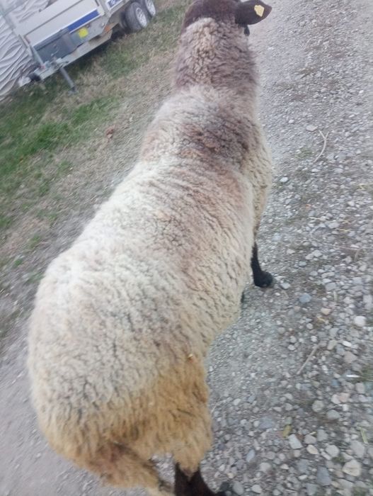 Vând berbec gras mare are 3 ani