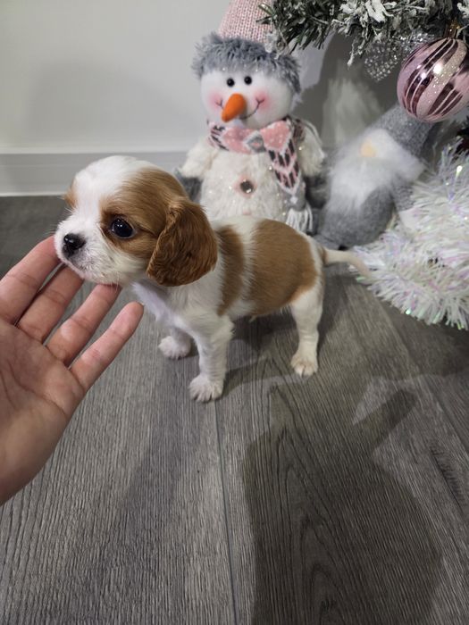 Кавалер кинг чарлз шпаньол