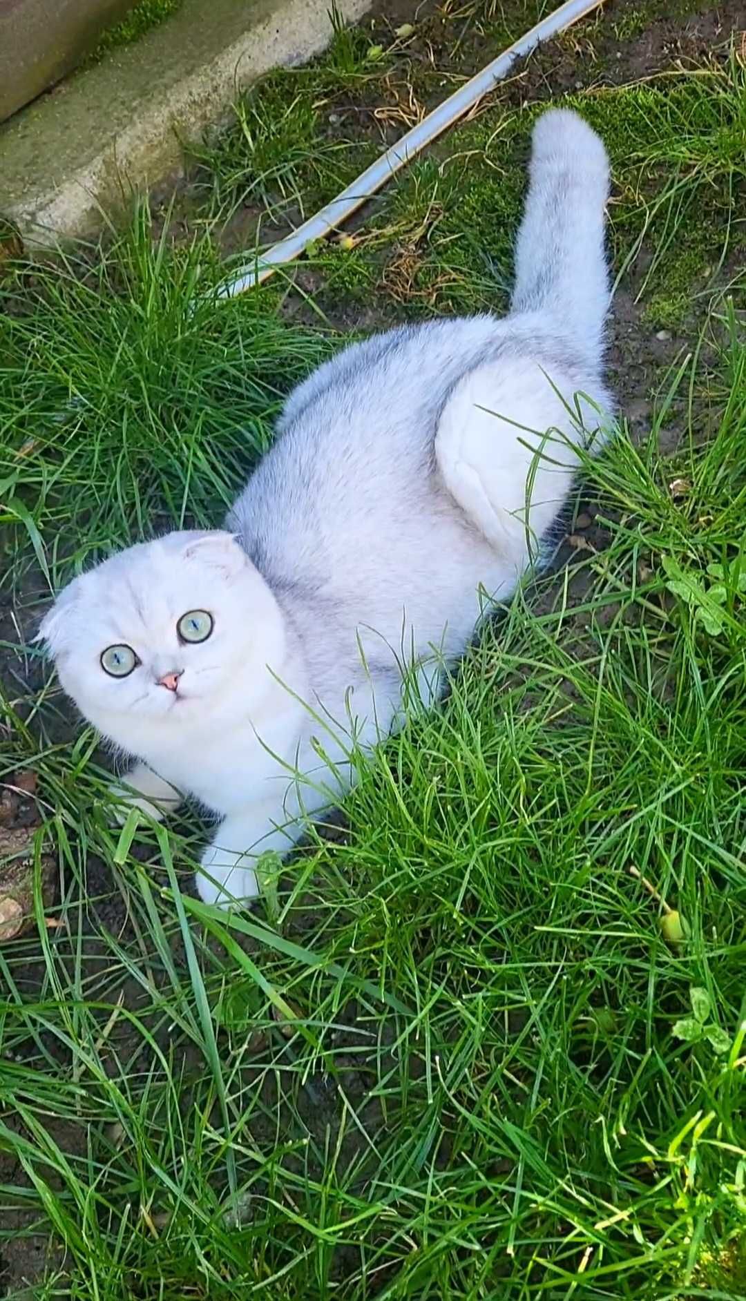 Scottish fold fetita exemplar superb cu pedigree 6 luni