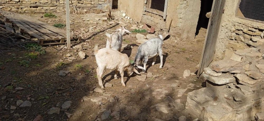 4 кози, 3 женски, 1 мъжки, на възраст от 9 до 18 месеца