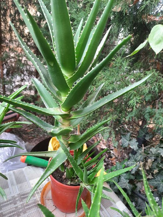 Домашние комнатные цветы алое