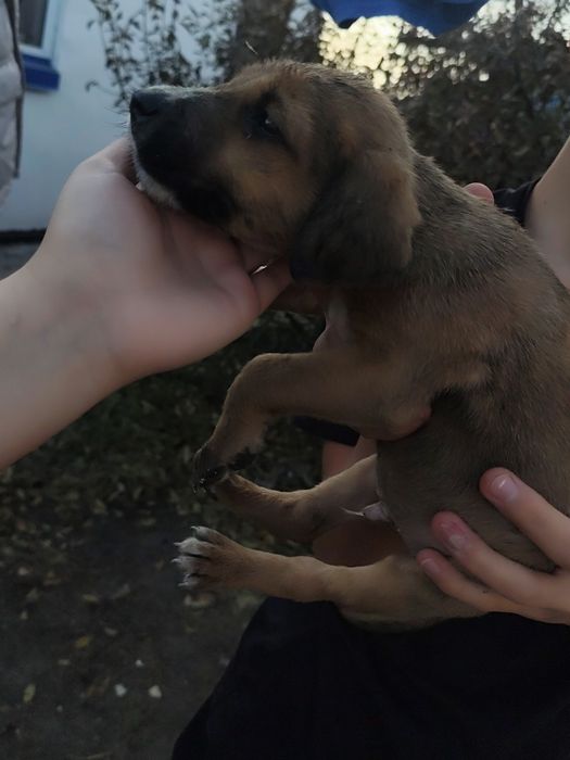 Отдам щенков 2 месяца