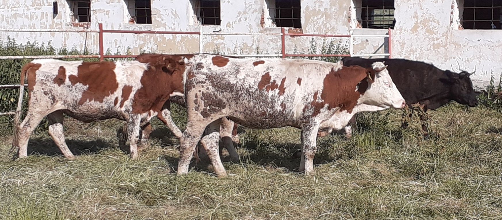 Juninci Baltata Romaneasca gestante in 4-6 luni