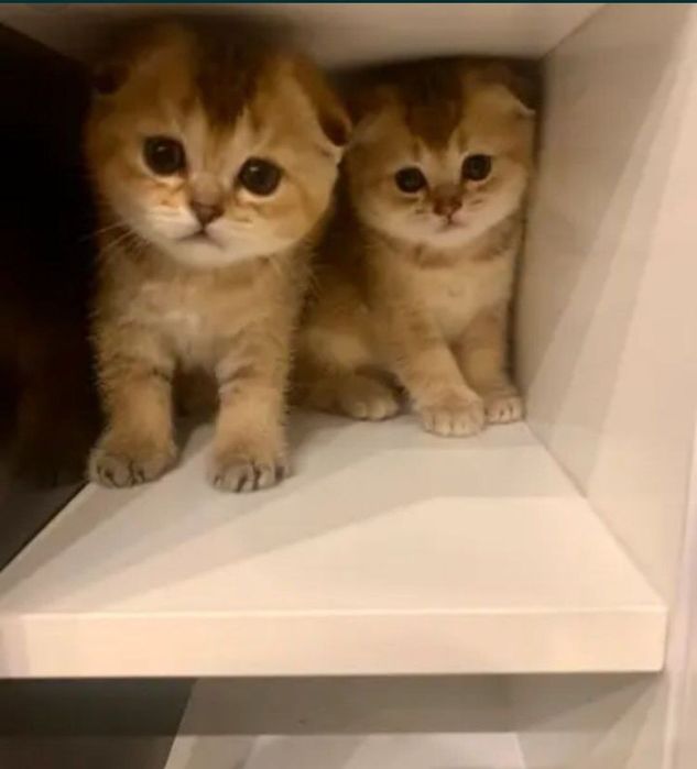 Продаются шотландские котята скоттиш-фолд и скоттиш-страйт