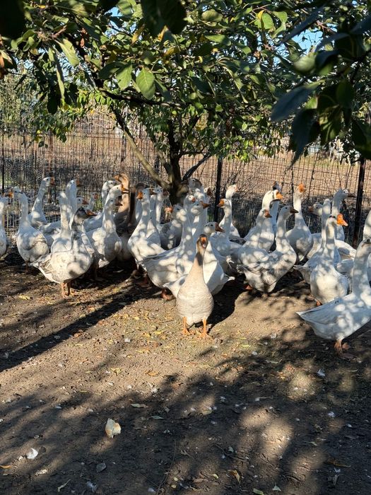 Gâscă Fulga de Sus