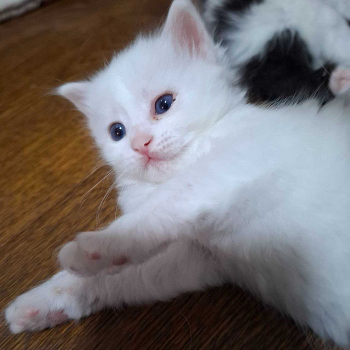 Котенок от ангорки белого цвета с серыми глазками