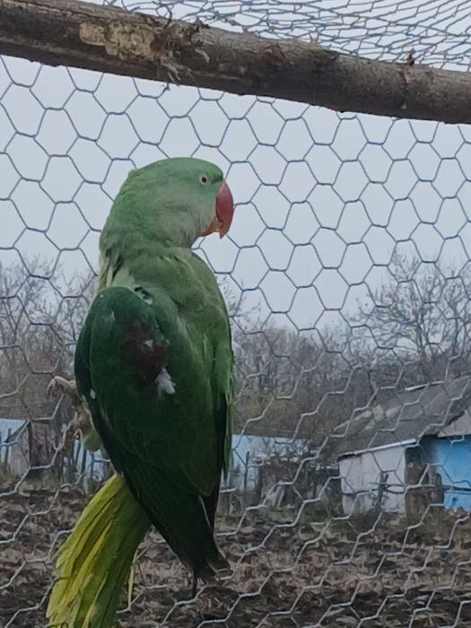 Vând marele alexandru