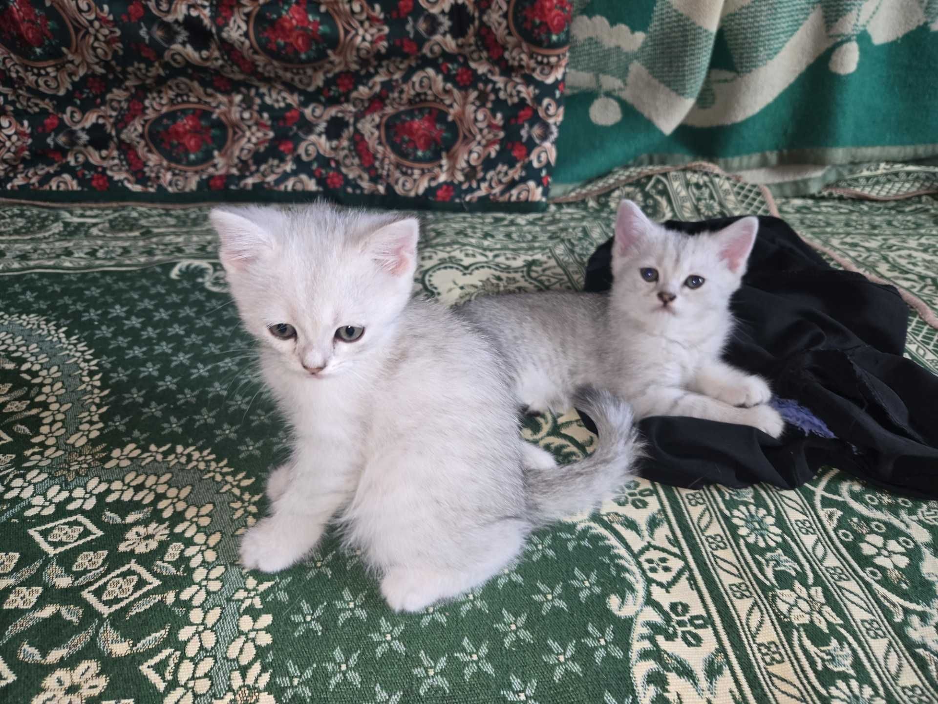 Продам шиншиловых котят