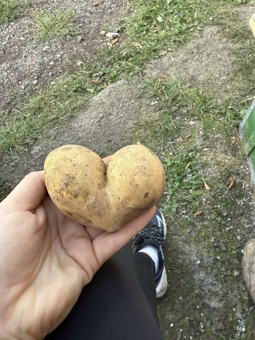 Картофель домашний