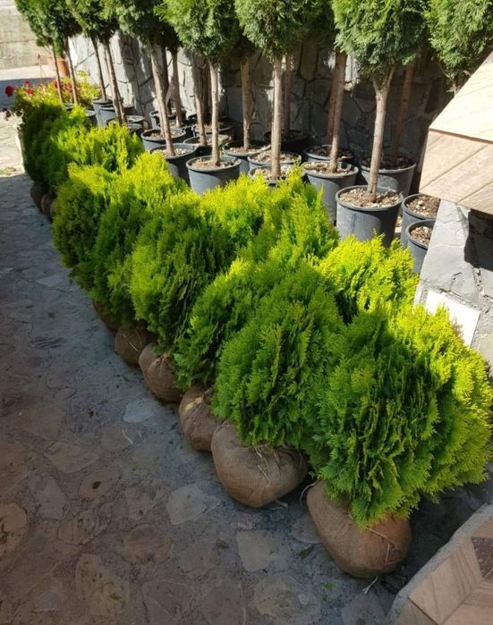 Tuia extra calitate/ tuia smaragd/ columnaris/ etc mesteacăn, tei