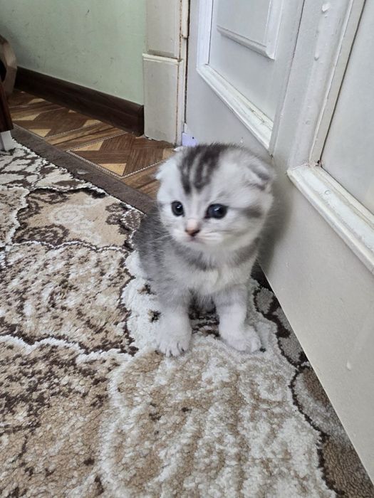 Скотиш фолд 1 ойлик