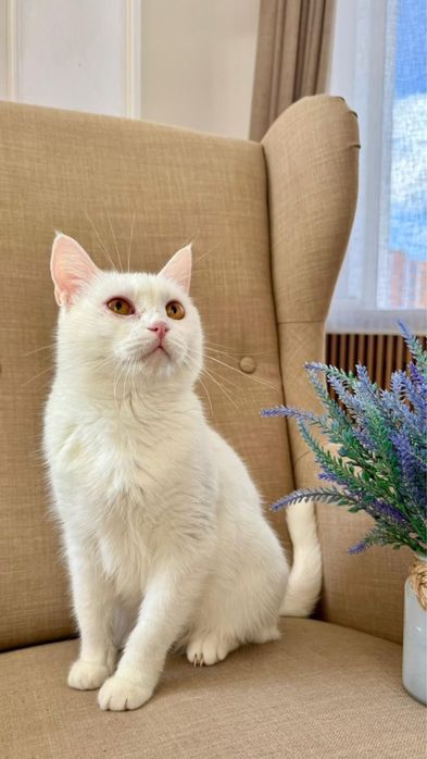 Котик и кошечка ищут дом