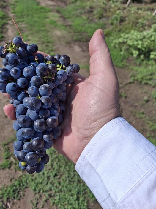 Struguri Merlot de vânzare