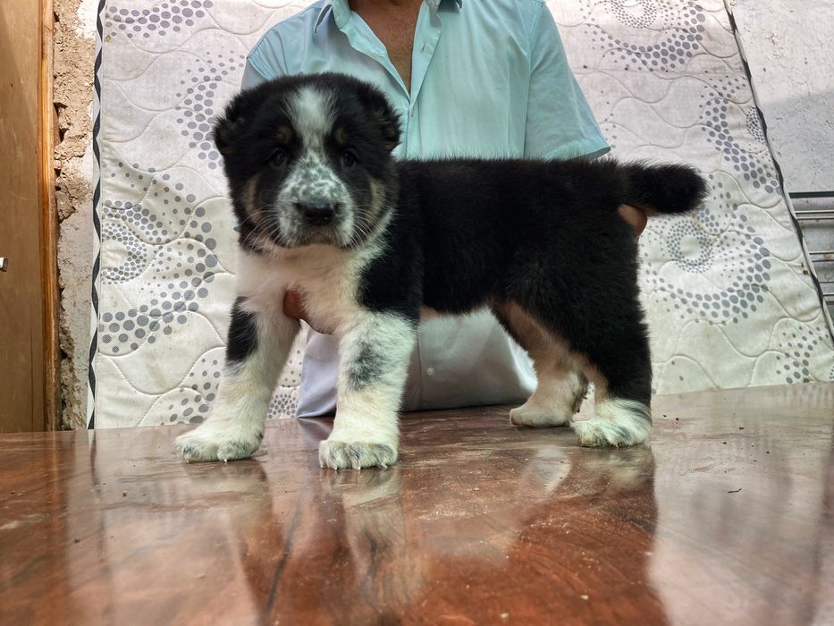 Щенок кафказского Алабая ( Супер Гигант )