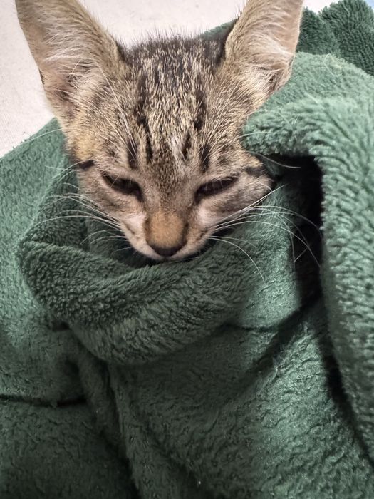 женско коте на два месеца