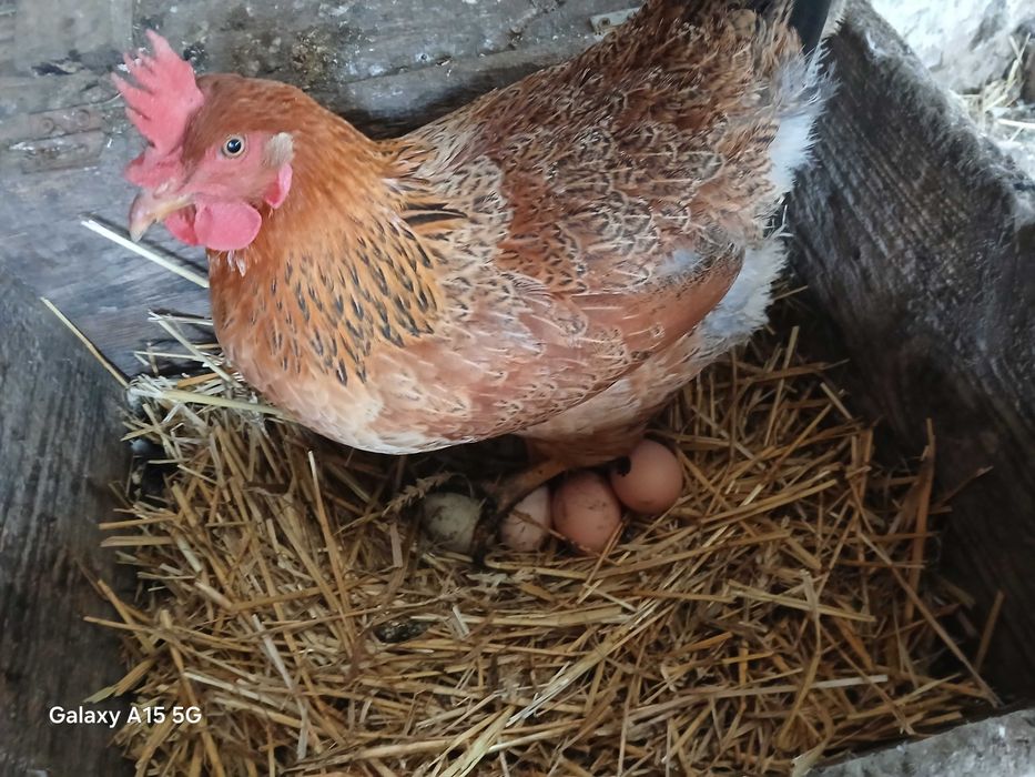 Puicuțe de casă.ouă