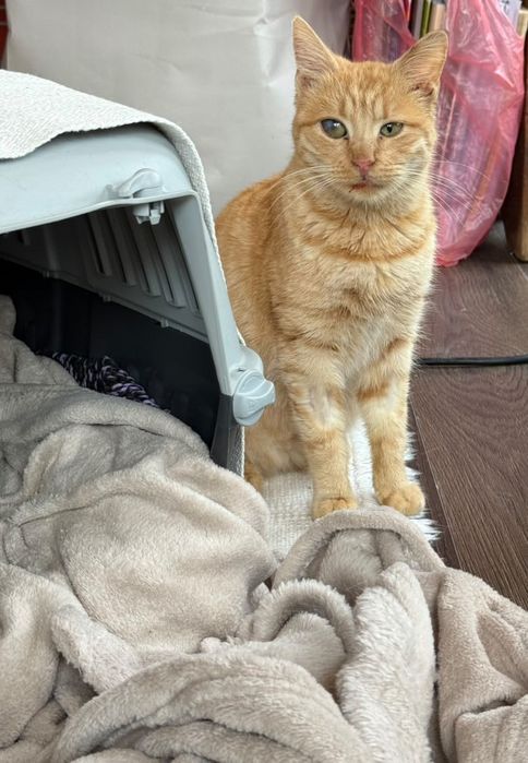 Красиво оранжево женско коте търси дом