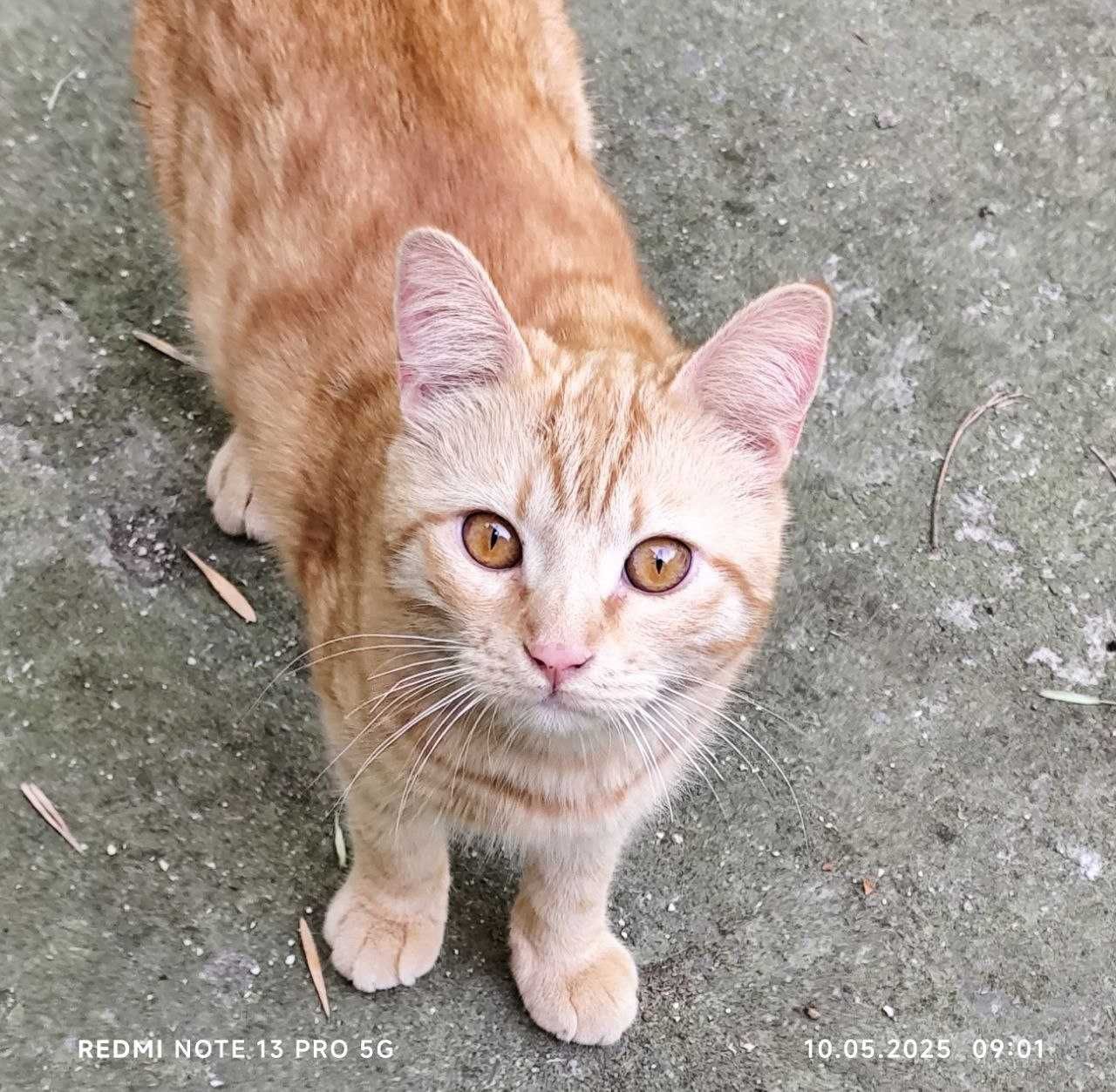 Пристраивается молодой котик