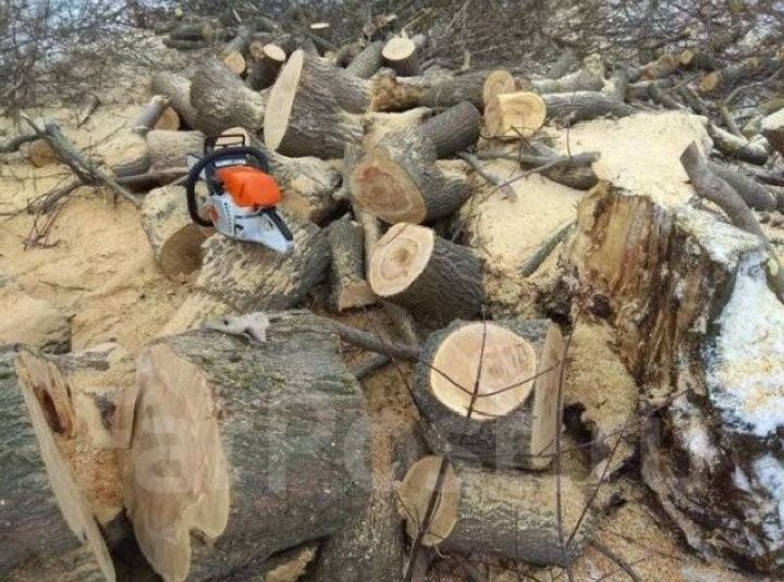 Спил деревьев, обрезка дерева, дерево,
агаш кесеміз