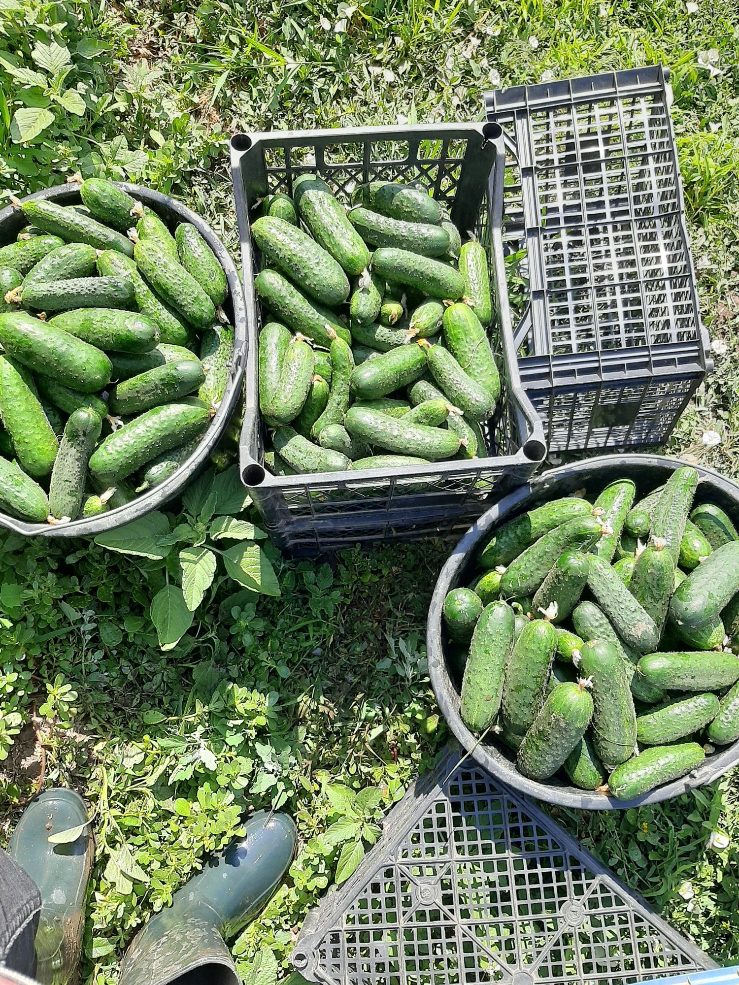 Castraveti 2,5 lei kg