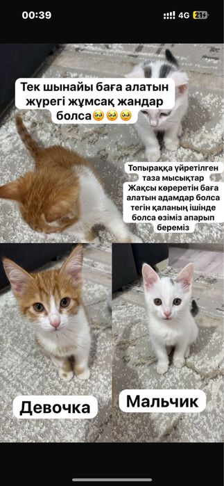Топыраққа үйретілген мысықтар