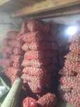 Cartof samanta proaspat sortat