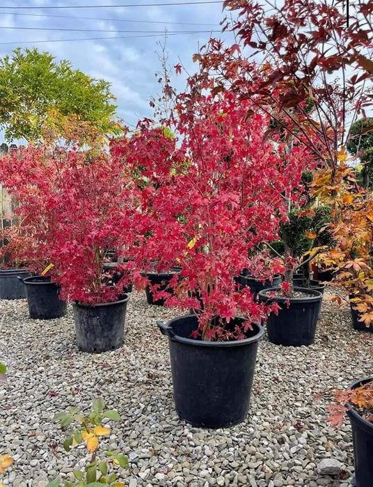 Mesteacan Alb si multe alte plante