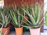 Vând planta Aloe vera barbadensis