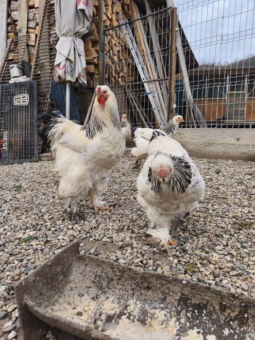 Vand 6 gaini + cocos Brahma