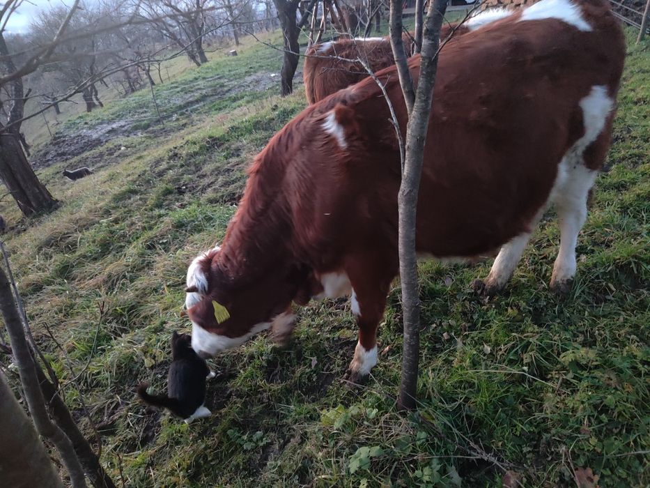 Vitei de vânzare, Maramureș