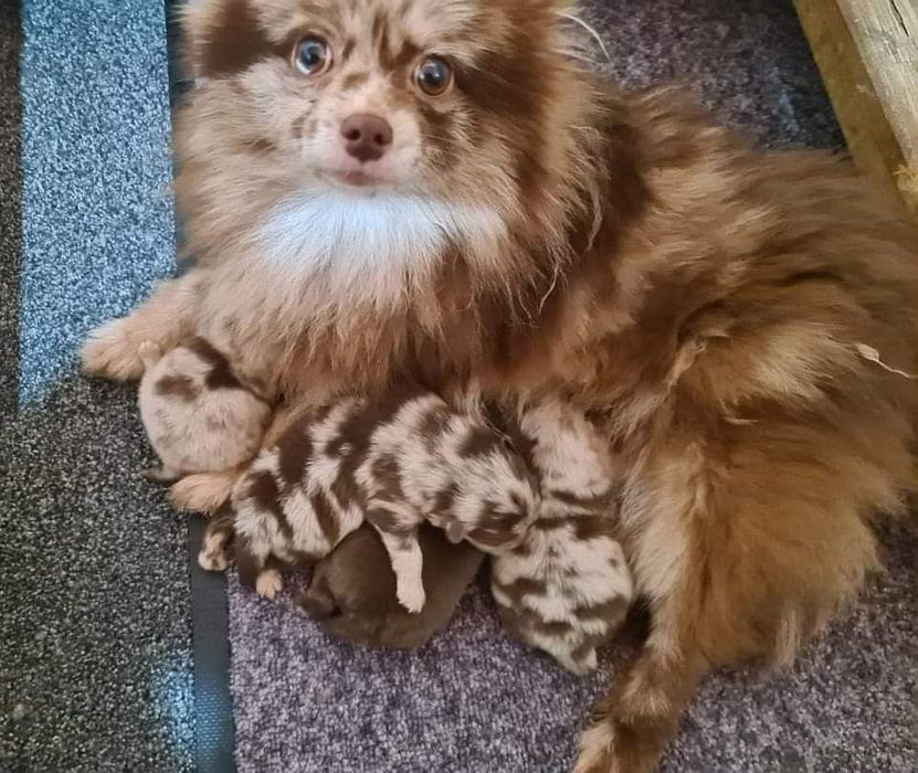 Asigur transport !!! Vand femela adulta Pomeranian Merle Ciocolatiu !!