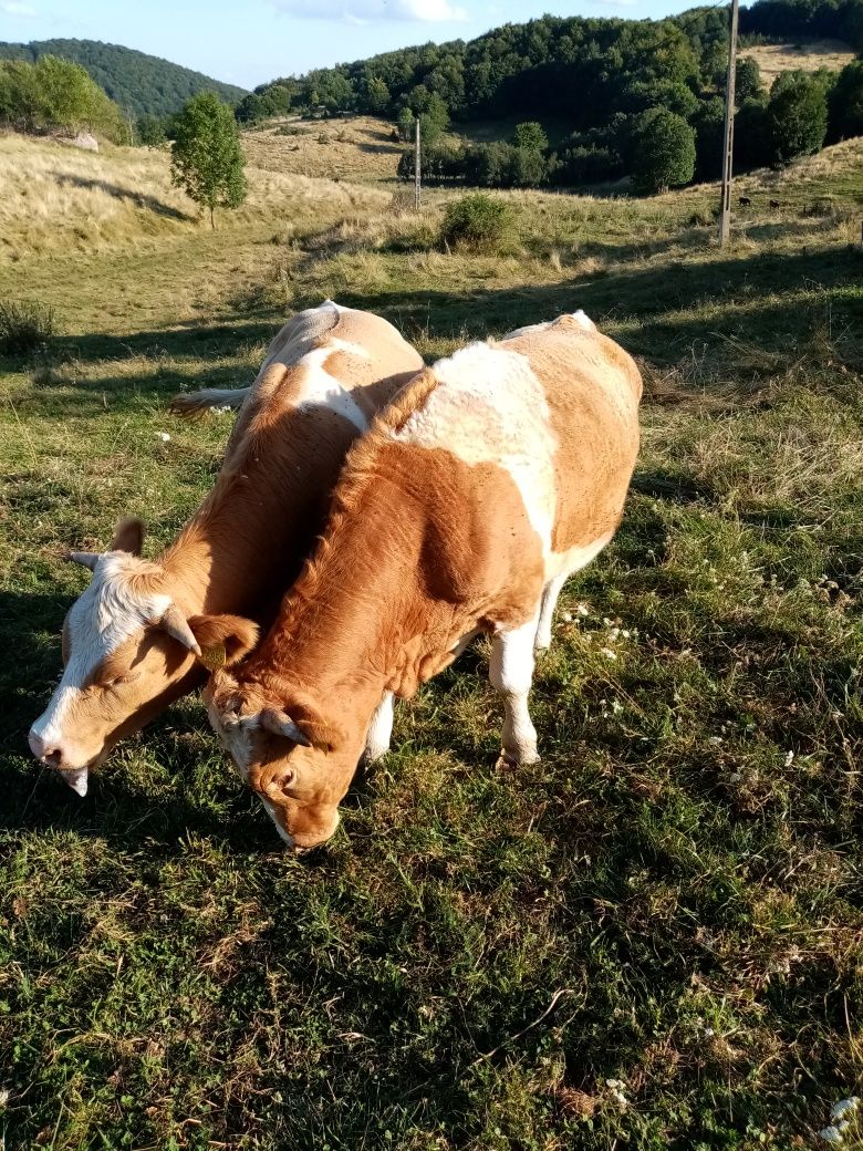 Vând junci de un an jumate