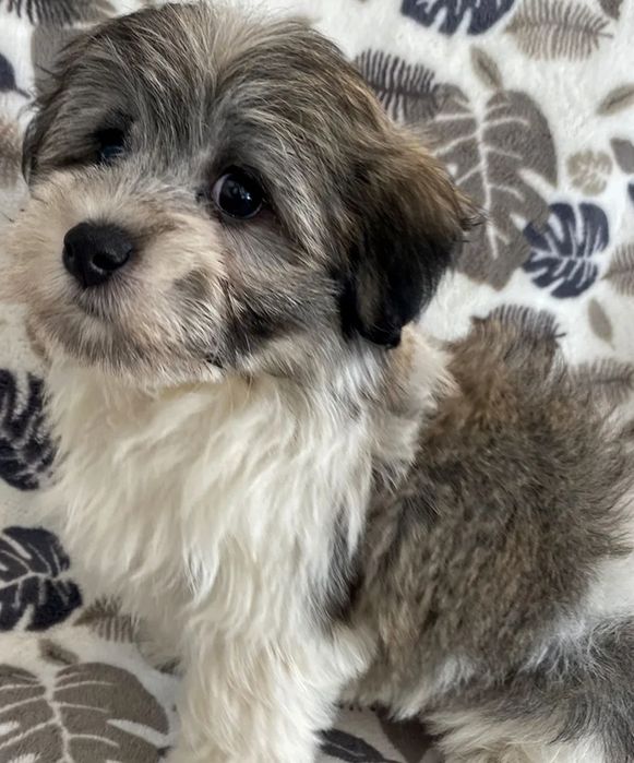 Bichon havanez  fetiță 550 lei